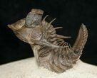 Dramatic Tower-Eyed Erbenochile Trilobite - #17378-1